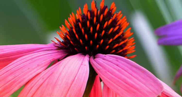 botanical