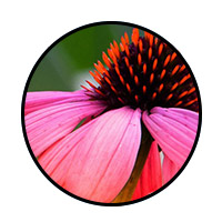 botanical_icon